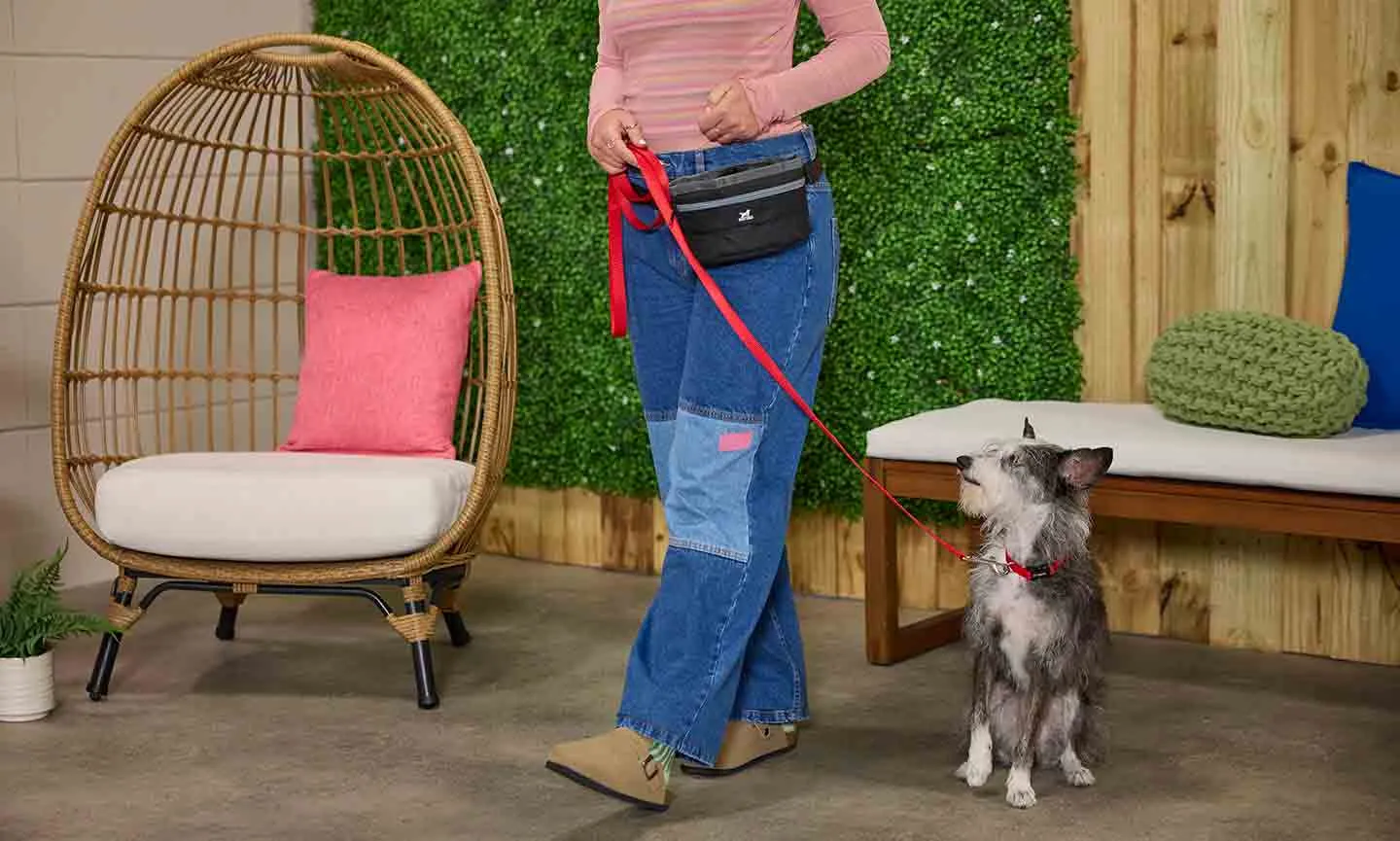 Dog practicing heel in a spacious room