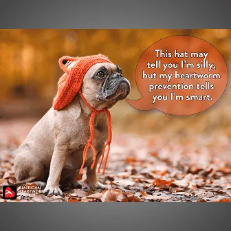 Dog wearing an orange knitted hat representing pet protection and preventive care awareness