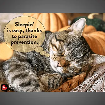 A sleeping tabby cat, emphasizing the importance of heartworm prevention for indoor cats