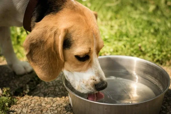 Beagle drinking excessive water while receiving steroid allergy treatment