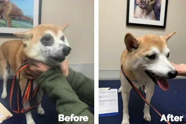 Shiba Inu before and after Cytopoint allergy treatment showing reduced eye irritation