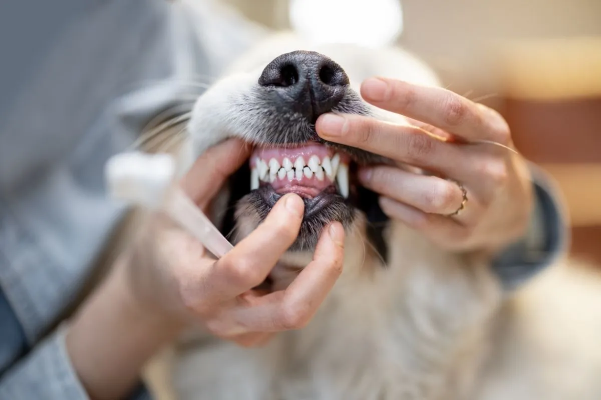 At home dental care tips approved by veterinarians