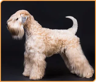 Soft-Coated Wheaten Terrier