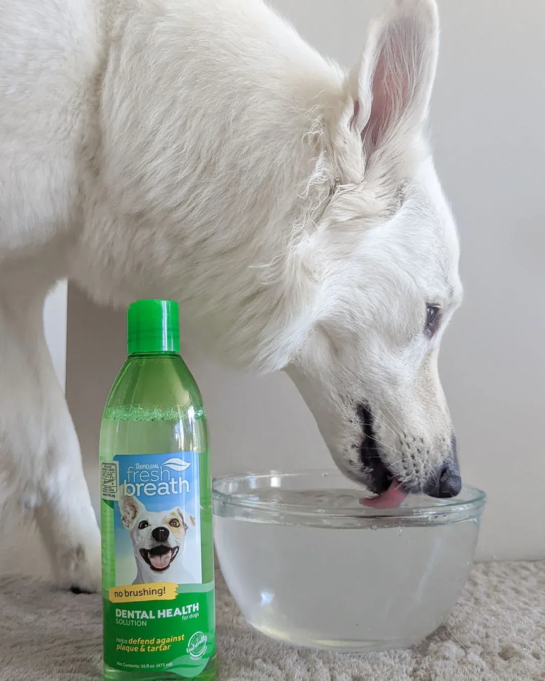 Cleaning your pet's teeth improves overall health