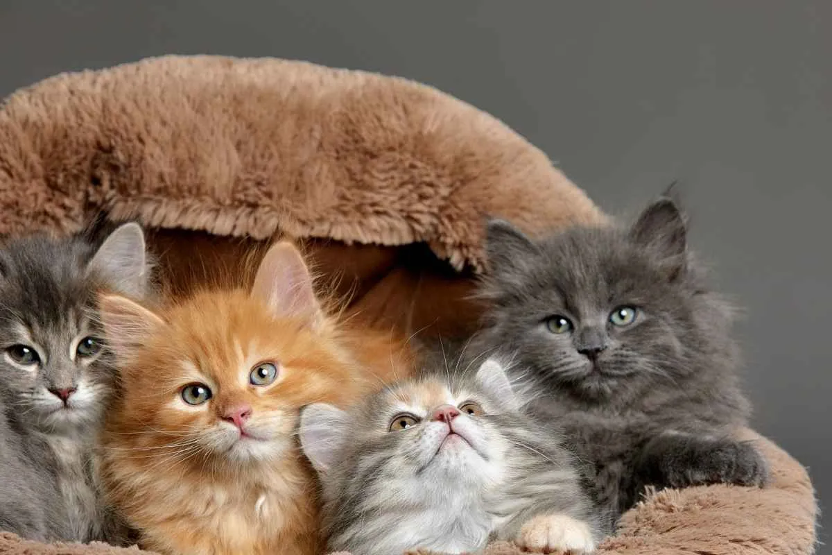 Collection of cute and rare cat breeds