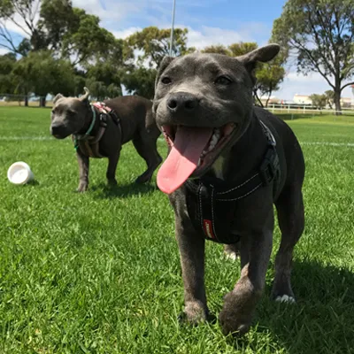 Puppy socialization and routine outdoor activity supporting structured training schedule