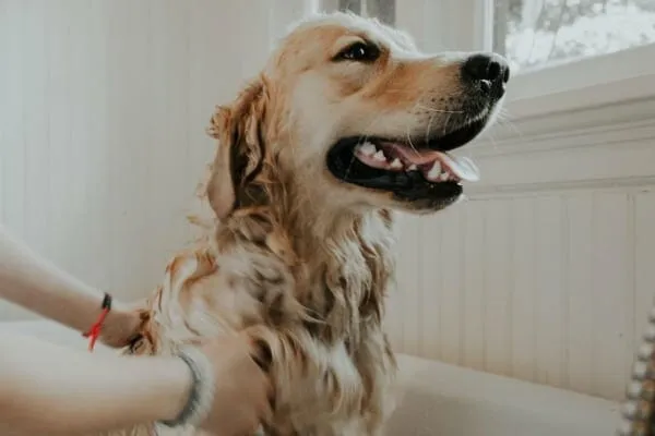 Golden Retriever receiving medicated bath to reduce allergens on the skin