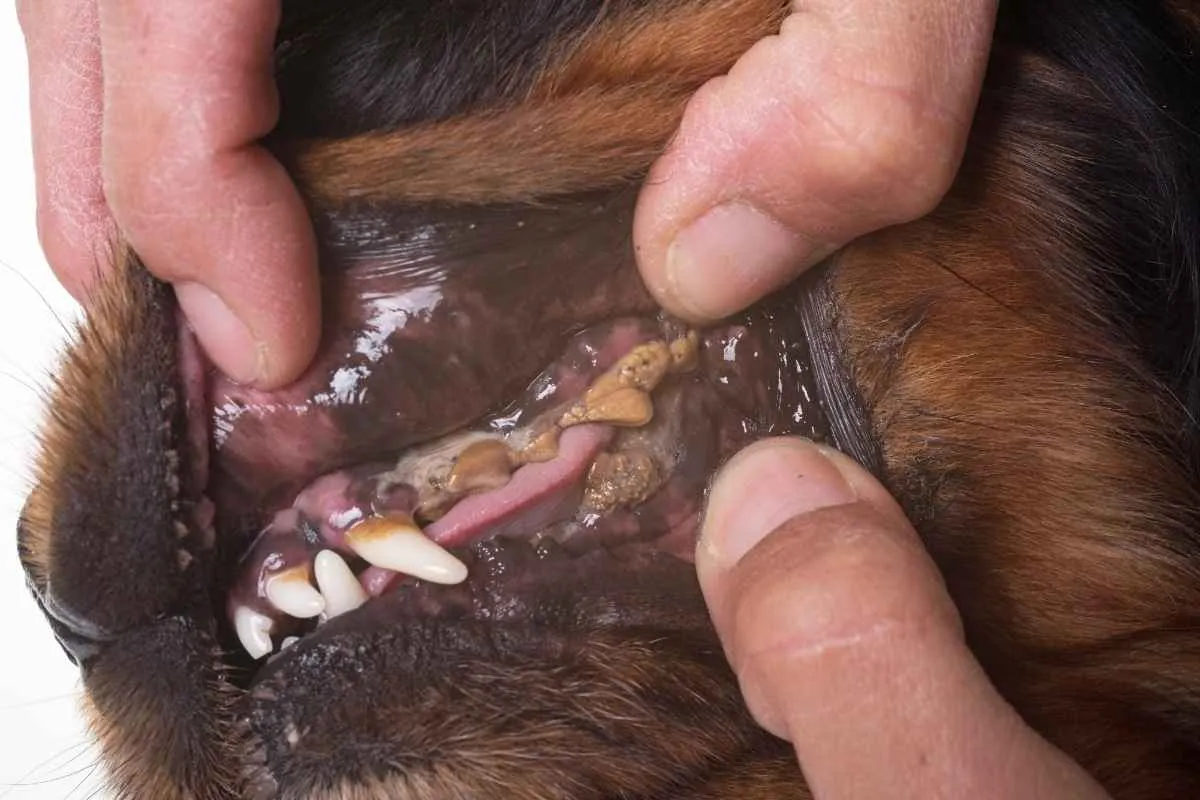 Dog tooth infection symptoms