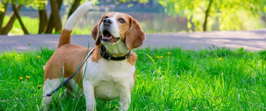 Dog wearing leash standing on grass during outdoor potty training session