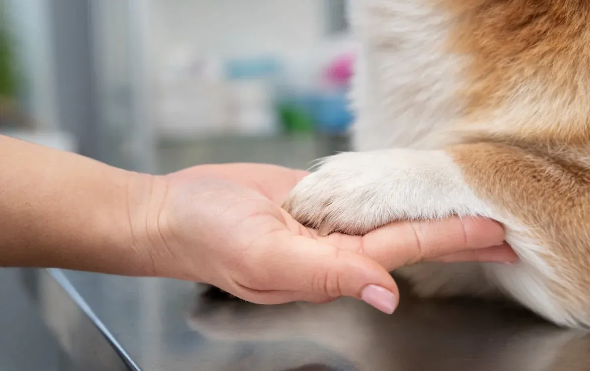 A dog receiving a soothing paw massage