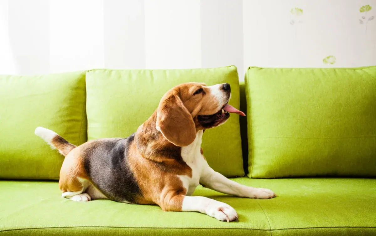 A relaxed dog lying down in a peaceful setting