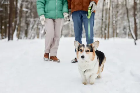 Young dog enjoying outdoor environment safely under supervision