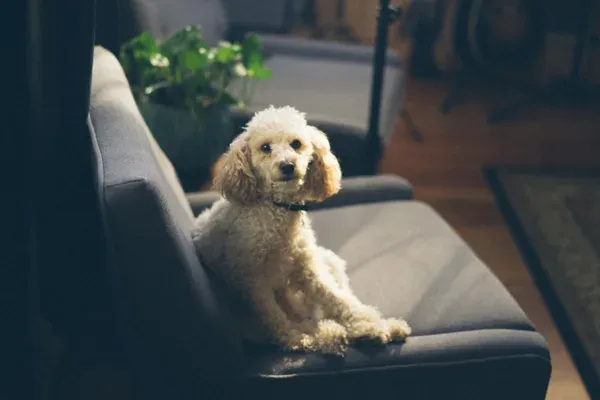 An ESA dog lying on a couch, positioned to practice deep pressure therapy with their owner