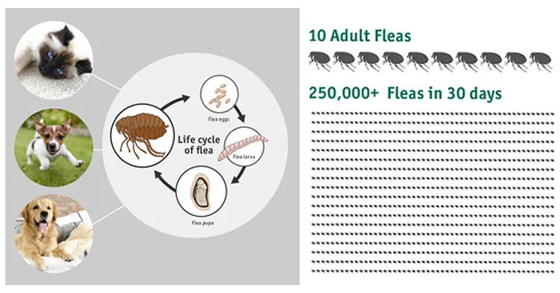 Flea lifecycle diagram showing egg, larva, pupa, and adult stages