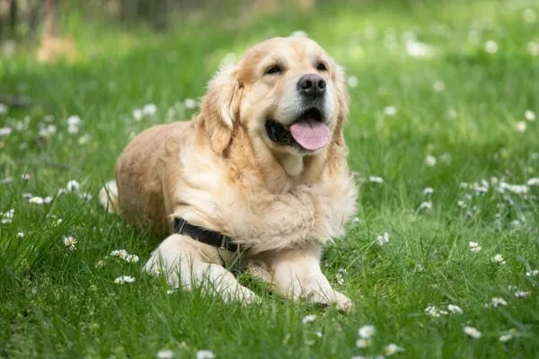 Golden Retriever resting in grassy field during seasonal allergy flare-up