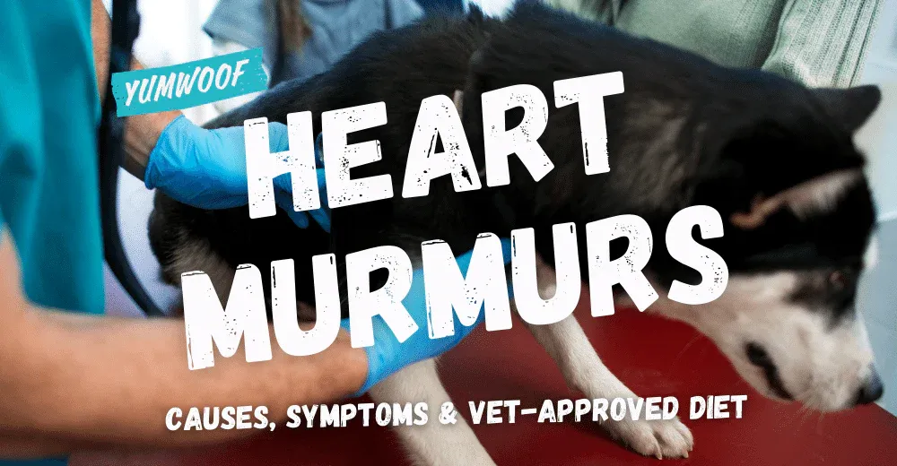 Heart murmur in dogs illustration showing turbulent blood flow within the heart chambers