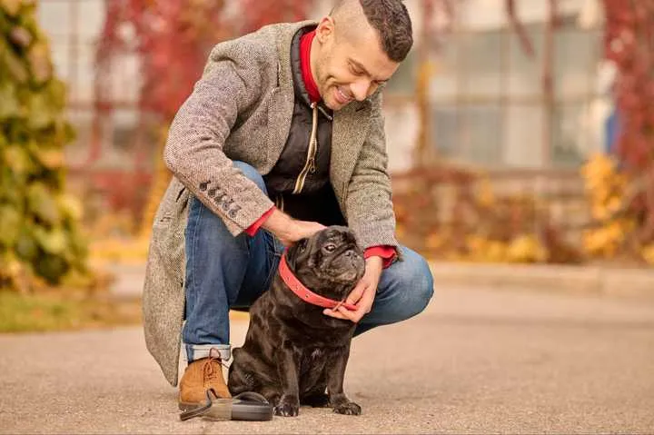 A well-trained dog walking in the heel position beside its owner