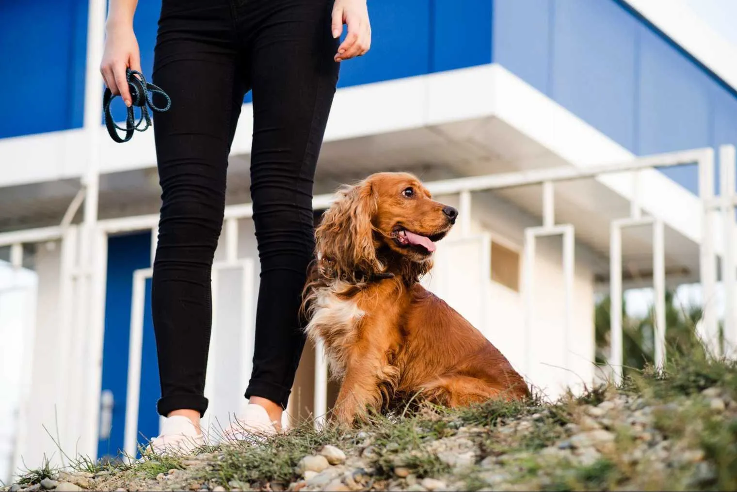 A dog practicing off-leash heel training in a controlled environment