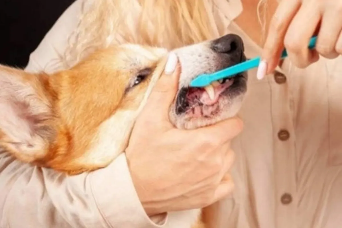 How to Brush Your Dogs Teeth