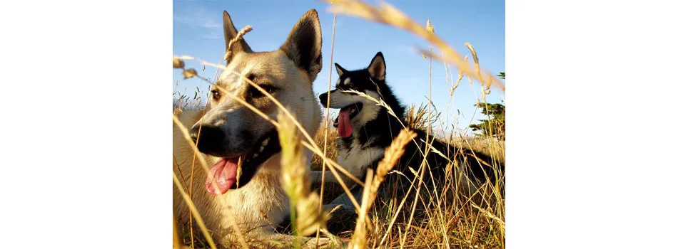 Overview of natural flea control methods for dogs