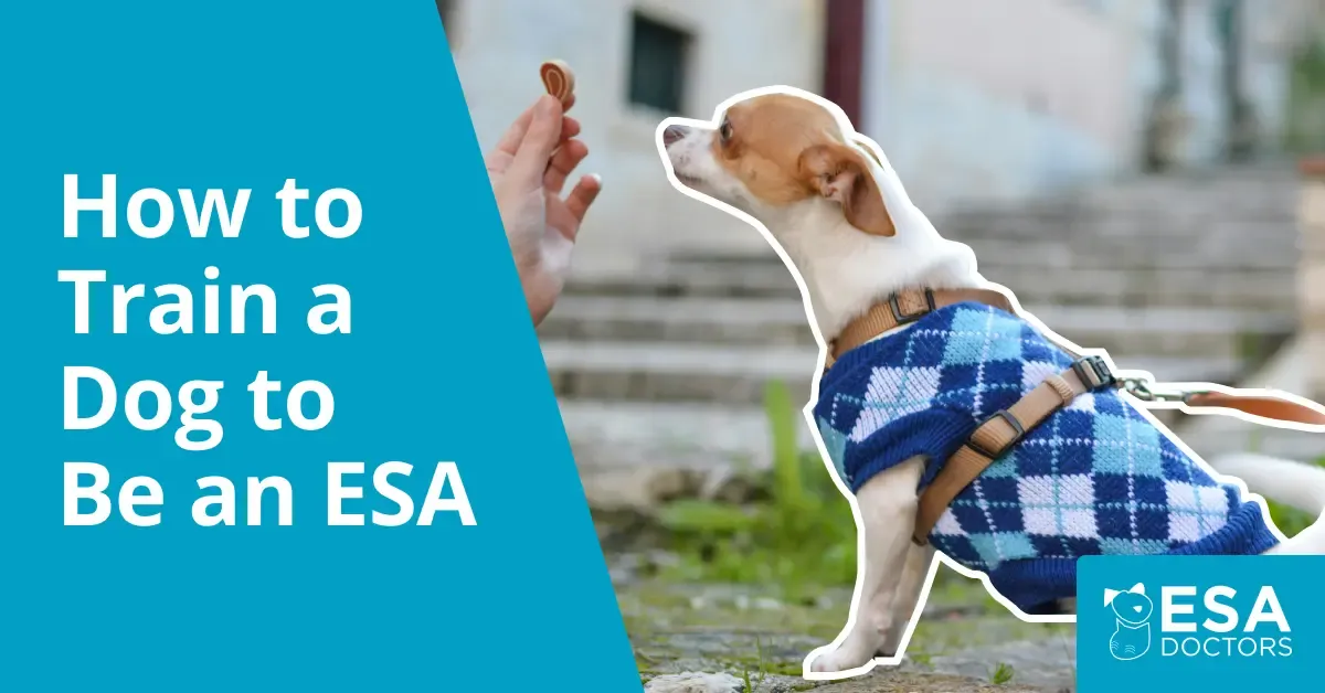 How to train a dog to become a calm and effective emotional support animal