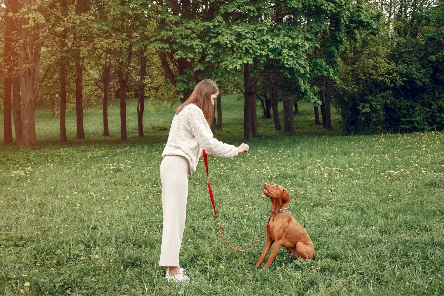 A puppy learning to heel using clicker training
