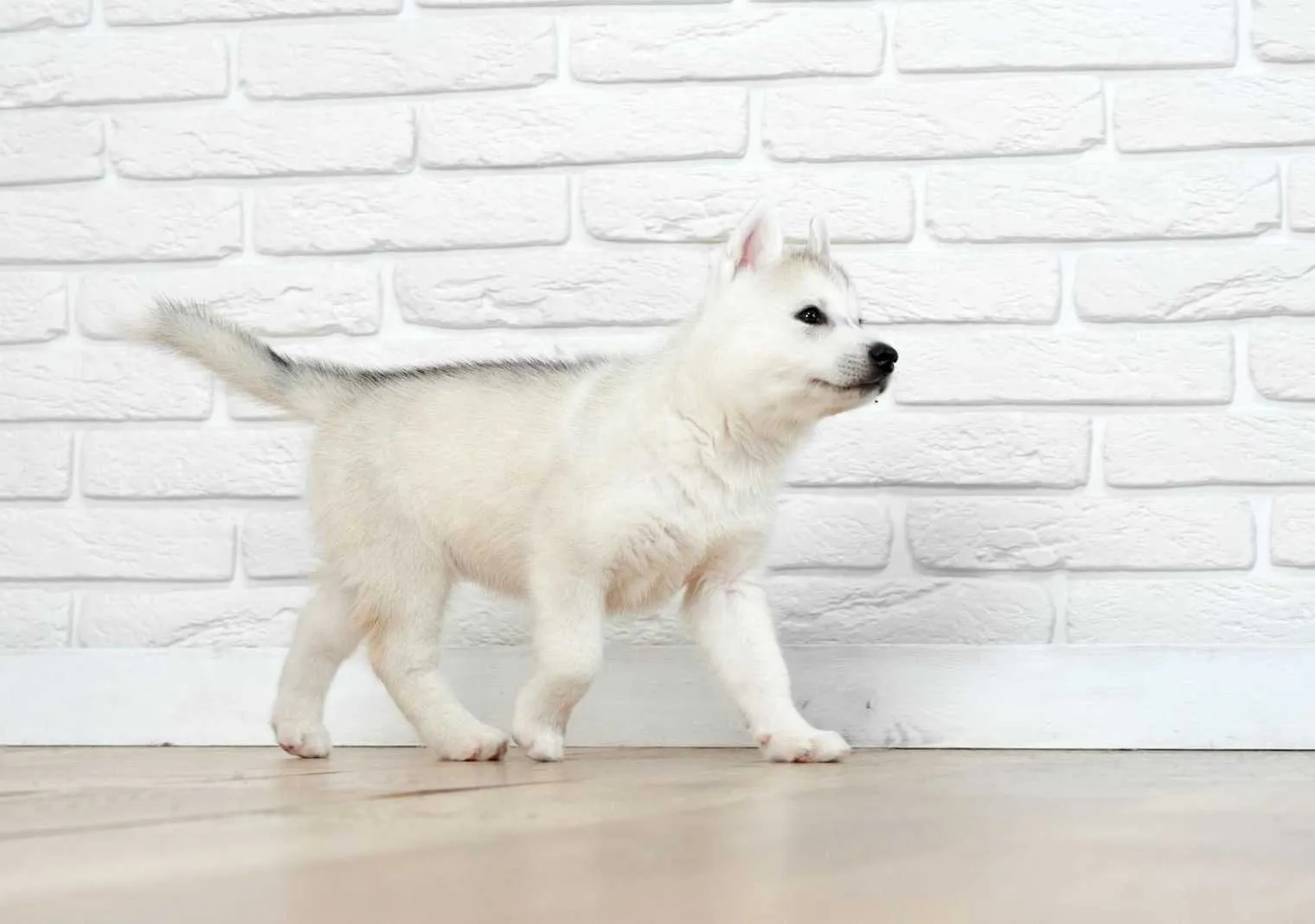 A dog practicing the heel command using the wall method