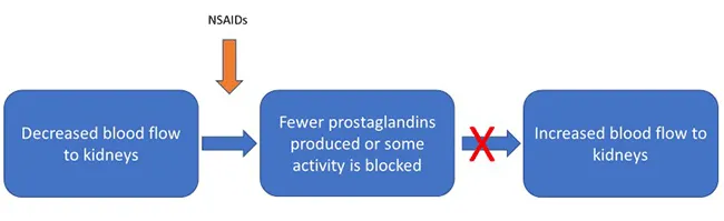 Blood flow to the kidneys is decreased - NSAIDs cause fewer prostaglandins to be produced or block some activity of prostaglandins - Blood flow to the kidneys does NOT increase.