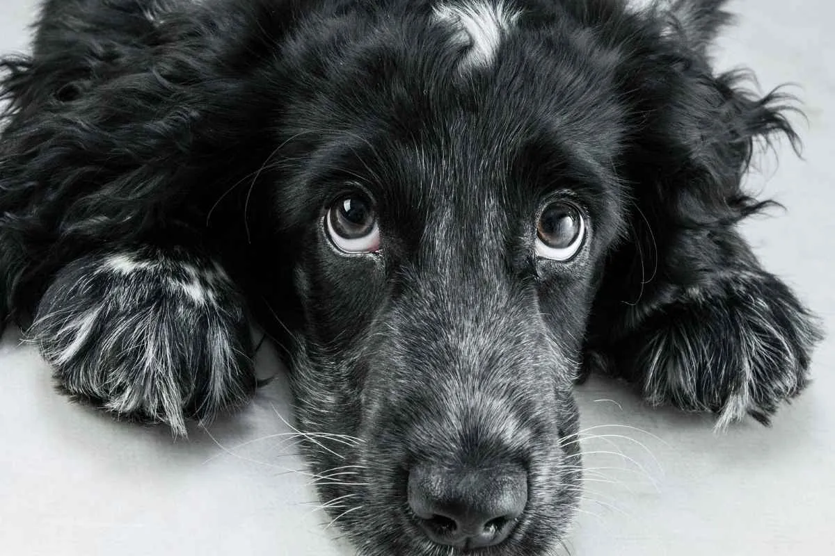 Liver enzymes in dogs: causes, symptoms, treatment