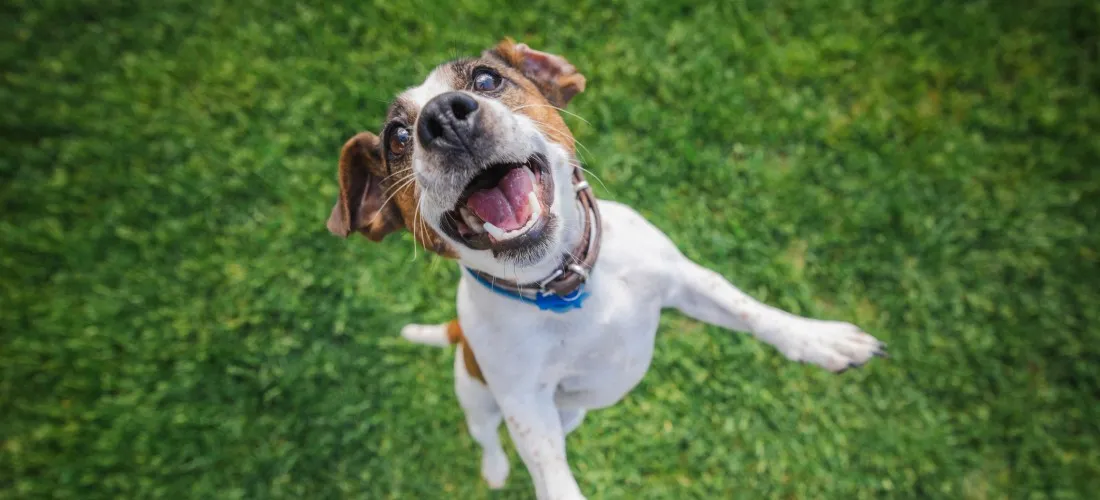 A well-trained dog sitting calmly while greeting its owner