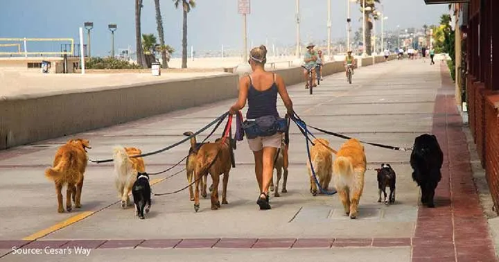 Pet sitter walking several dogs outdoors in a residential neighborhood