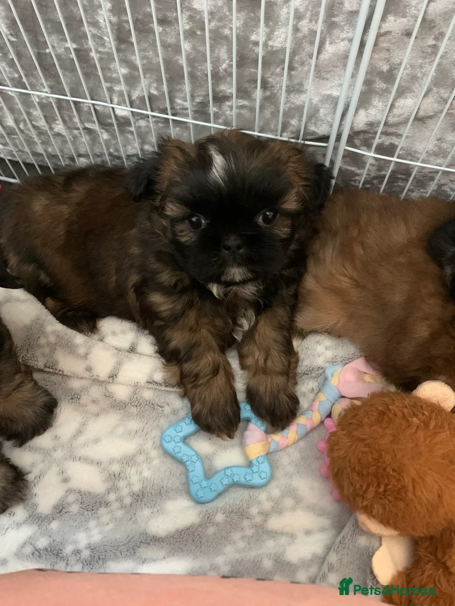 Imperial Shih Tzu puppies with luxurious coats in a cozy setting