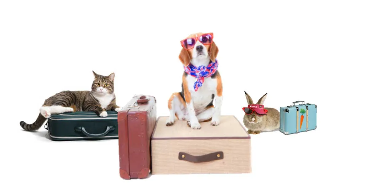 Dog owner meeting a pet sitter before confirming a home boarding service