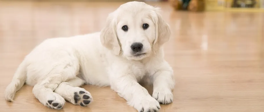 Puppy lying on floor after indoor accident during early house training stage