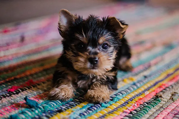 Puppy using indoor potty pad system in a confined training space