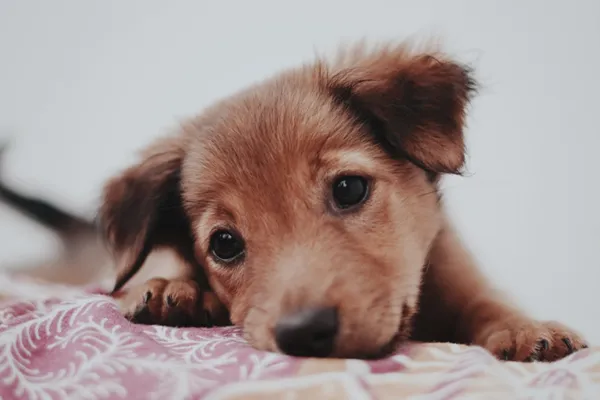 Puppy behavior supervision and correction during early housetraining stage