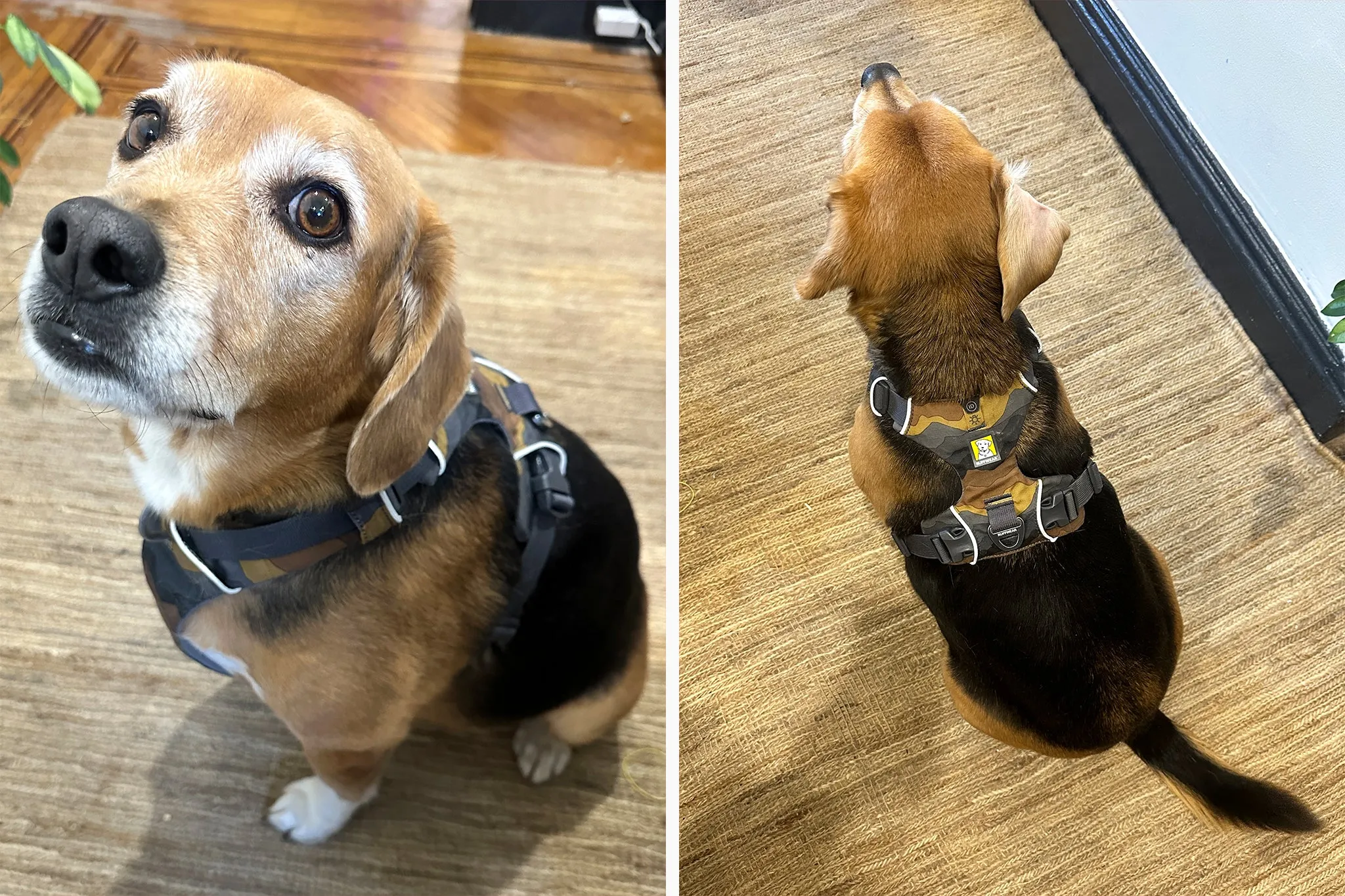 A beagle wearing a well-fitted padded Ruffwear Front Range Harness in camouflage pattern, showing proper shoulder and chest strap placement
