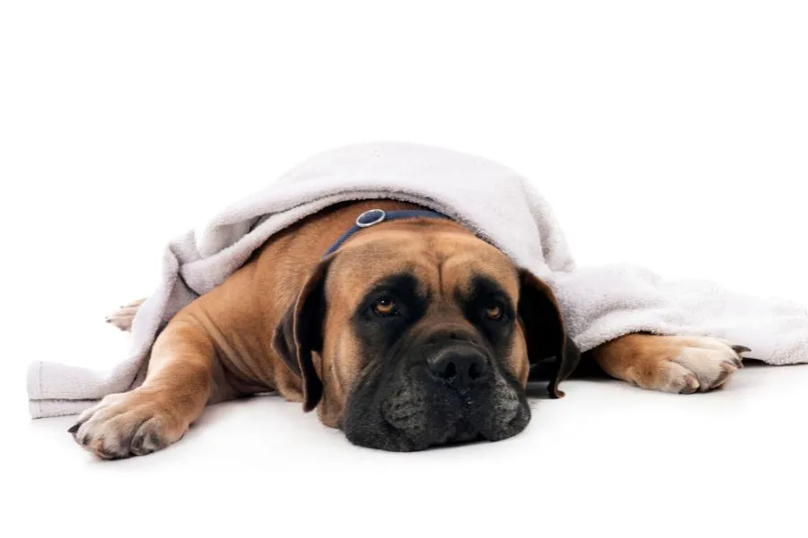 A senior dog resting comfortably on a soft bed, illustrating the importance of supportive bedding for joint pain relief