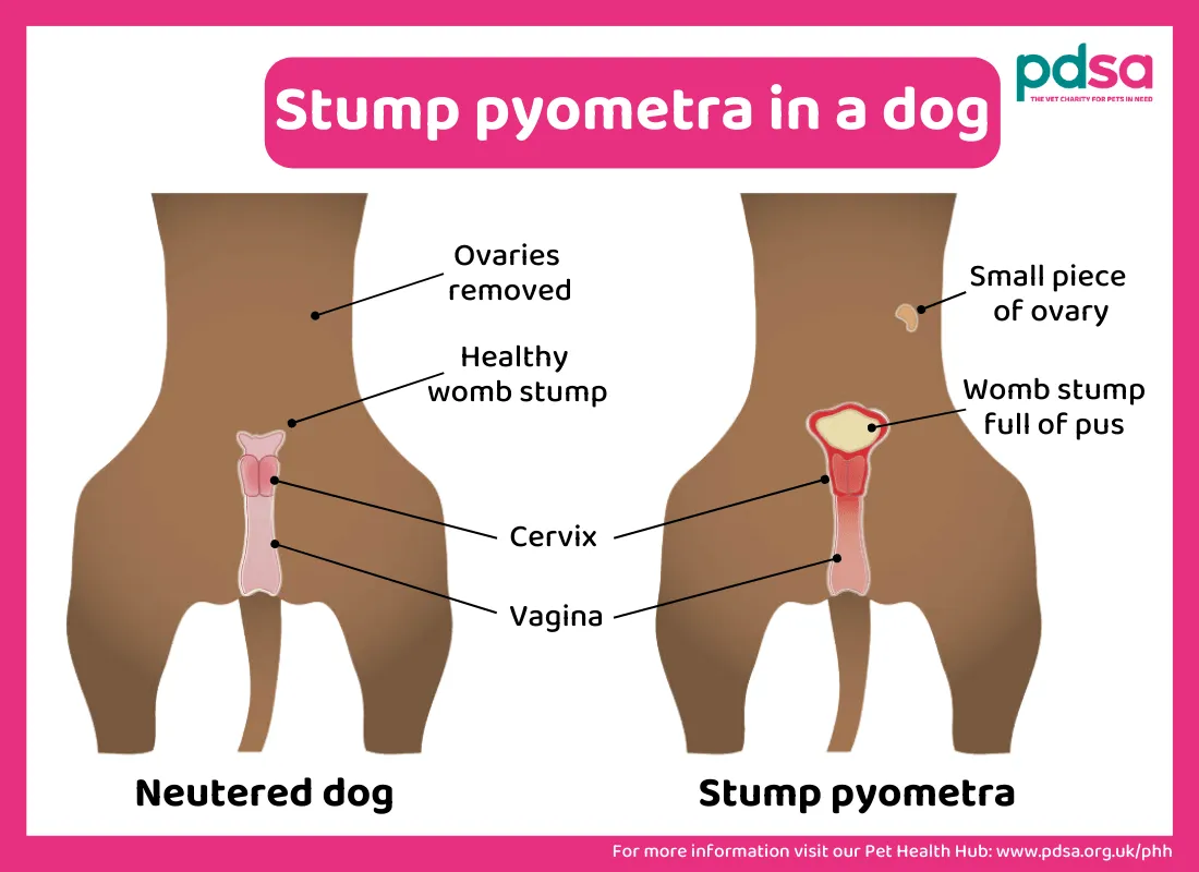 Stump pyometra infographic
