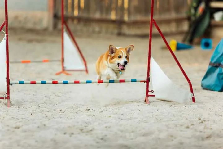 A dog heeling on the left side of its owner during a walk