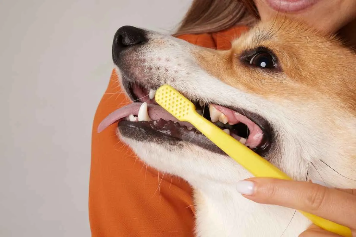 The best toothpaste for dogs and cats