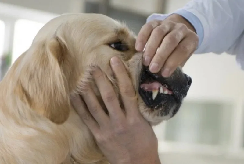Toothpaste products for dogs and cats displayed on a surface with a pet toothbrush
