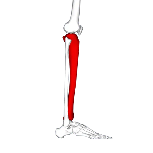 Close-up illustration of a bone structure showing mechanical vibration concepts