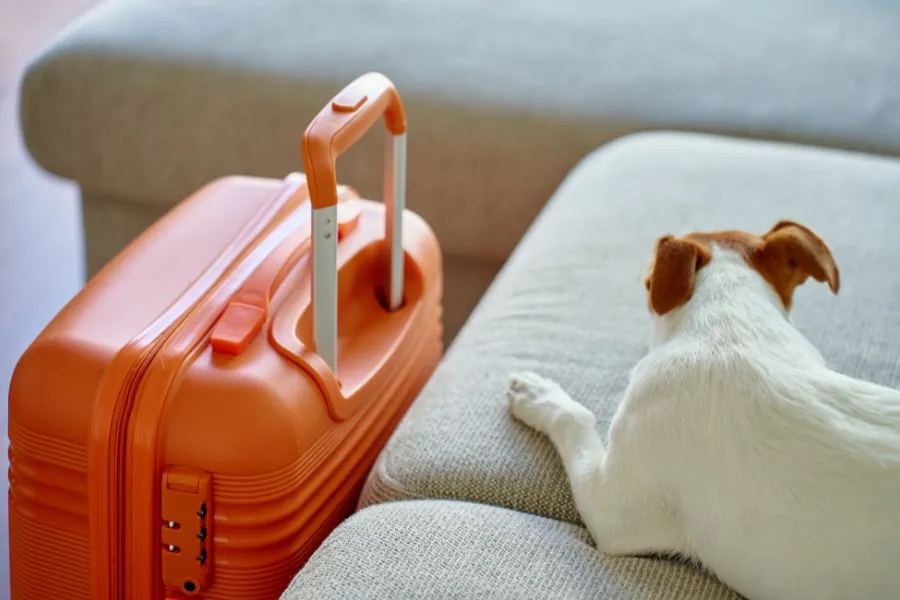 A senior pet using a mobility ramp to access a car, demonstrating practical solutions for aging pets