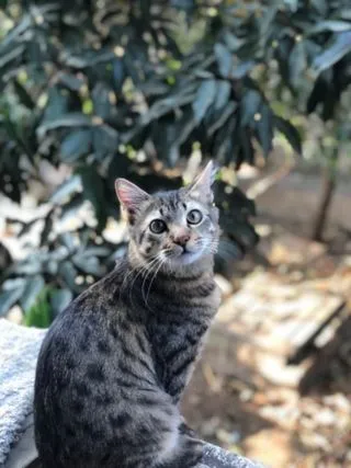 Resident cat Ola cared for in a calm home environment in Naples