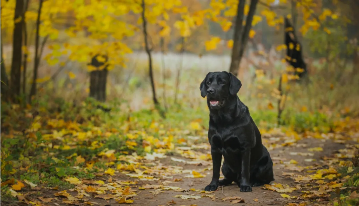 Dog responding to training cue during structured obedience practice