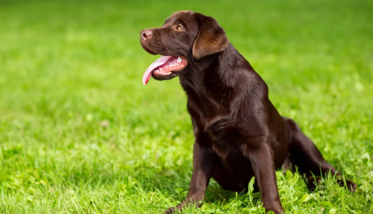 Dog being guided into a sit position using food lure training method