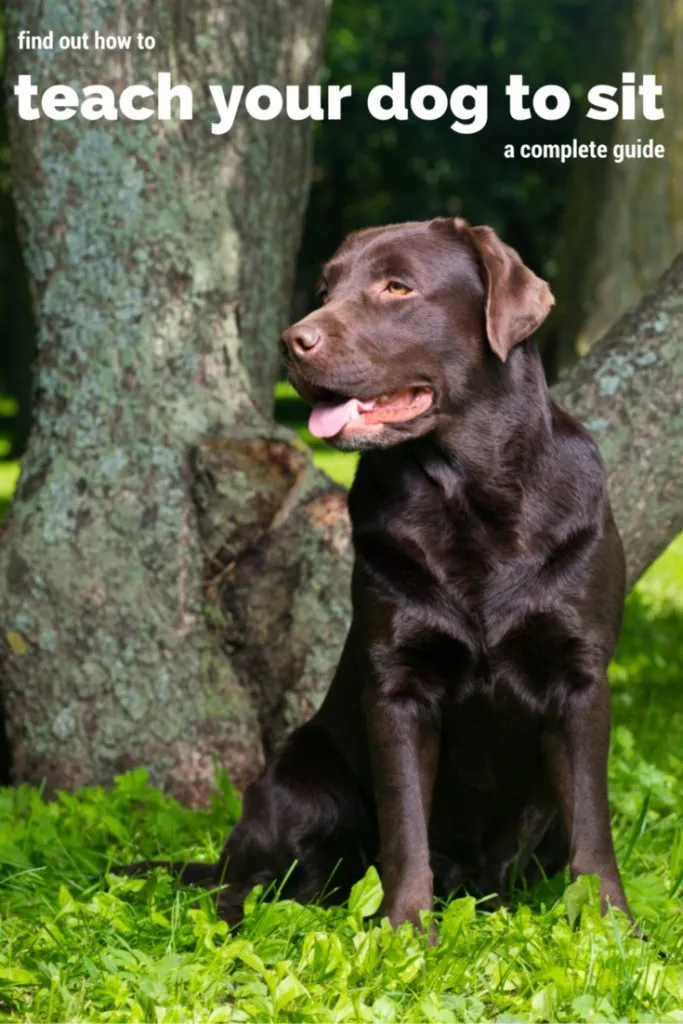 A Labrador sitting calmly outdoors during early training