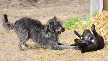 Two dogs playing together outdoors, demonstrating healthy and happy behavior
