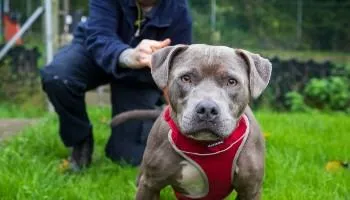 Rescue dog being trained